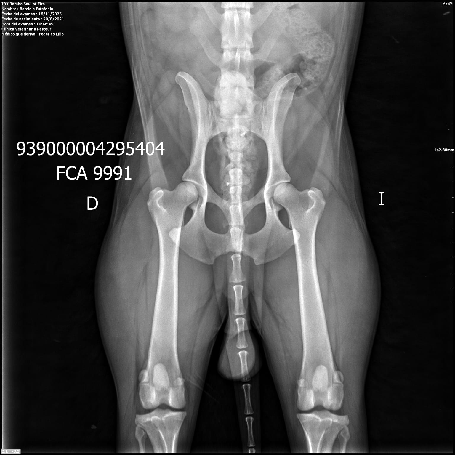 Placas de caderas y codos en La Rienda Border Collie En La Rienda Border Collie la cría responsable no es un eslogan: es una forma de trabajar desde hace años. Por eso, nuestros machos reproductores y algunas de nuestras hembras cuentan con estudios radiológicos de caderas y codos, un paso clave para garantizar cachorros sanos, equilibrados y con una excelente calidad de vida.